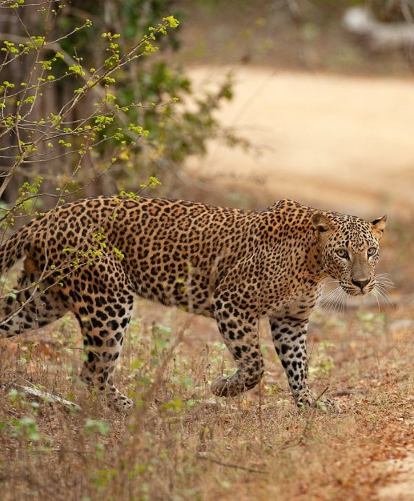 Yala National Park