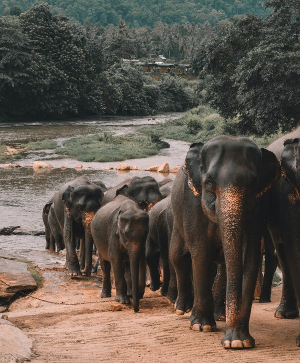 Pinnawala Elephant Orphanage